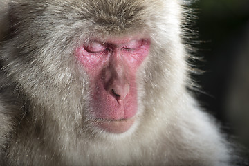 Image showing Japanese macaque 