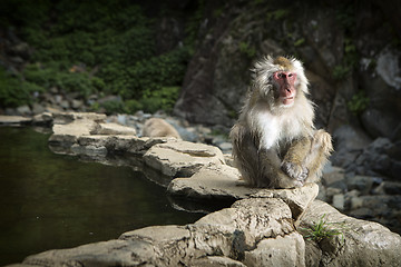 Image showing Japanese macaque 