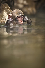 Image showing Japanese macaque swimming
