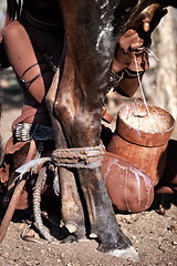 Image showing Himba milking