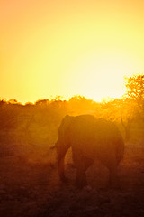 Image showing Sunset Elephant