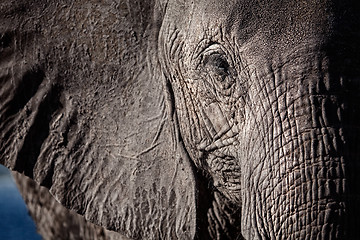 Image showing Elephant