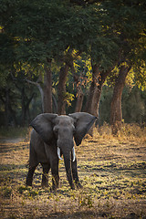 Image showing Elephant in Botswana