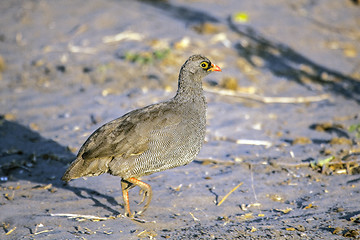 Image showing Sand Grousse