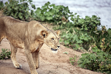 Image showing Lioness