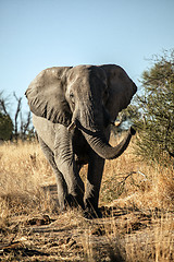 Image showing Elephant