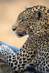 Image showing Leopard