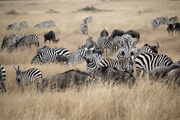 Image showing Zebra's 