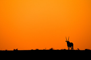 Image showing Oryx sunset