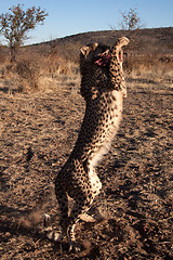 Image showing Jumping Cheetah