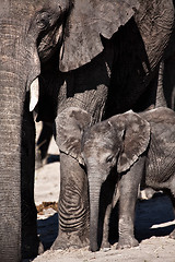 Image showing Mum and baby elephant