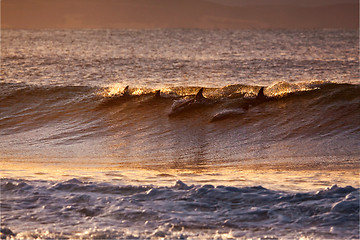 Image showing Dolphins