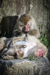 Image showing Macaque family