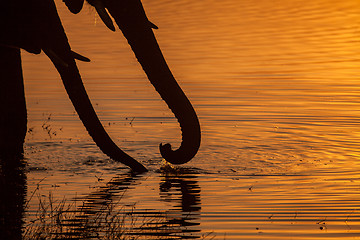 Image showing Elephant trunks