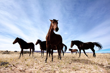 Image showing Wild horses