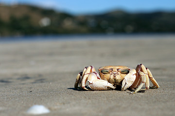 Image showing Crab 