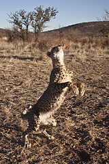 Image showing Jumping Cheetah