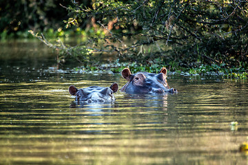 Image showing Floating Hippo's 