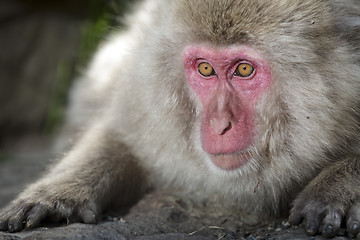 Image showing Japanese macaque 