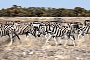 Image showing walking zebra's