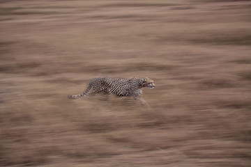 Image showing Cheetah