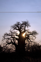 Image showing Baobab Tree