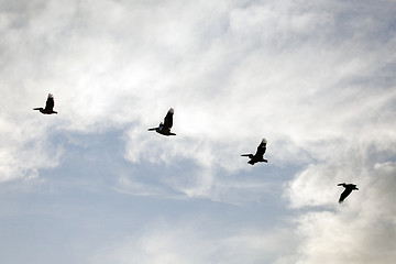 Image showing Pelicans flying