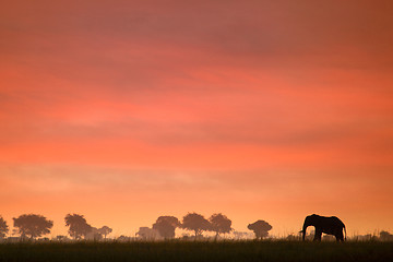 Image showing Elephant at sunset