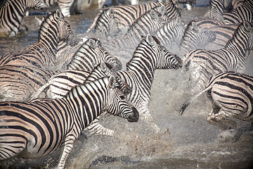 Image showing Running Zebra's