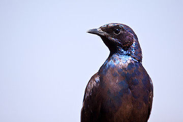 Image showing Glossy starling