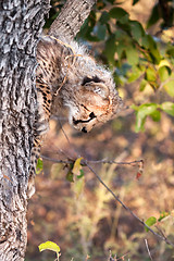 Image showing Baby Cheetah Playing.