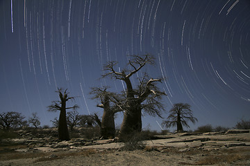 Image showing baobab star trail