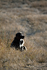 Image showing Resting Baboon