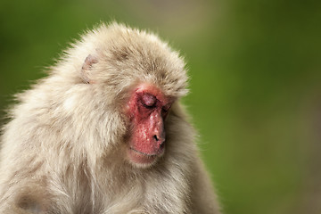 Image showing Japanese macaque 