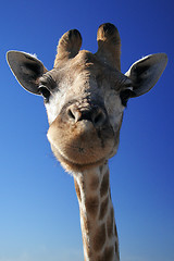 Image showing Giraffe