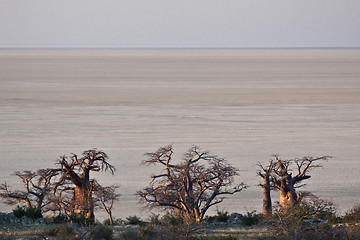 Image showing Baobabs in Botswana