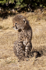 Image showing Baby Cheetah