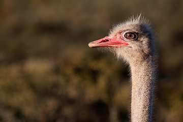 Image showing Ostrich head