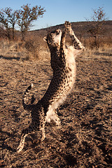 Image showing Jumping Cheetah