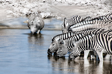 Image showing Zebra's drinking