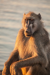 Image showing Baboon resting