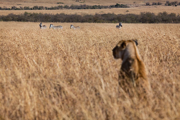 Image showing Hunting lioness