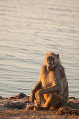 Image showing Resting Baboon