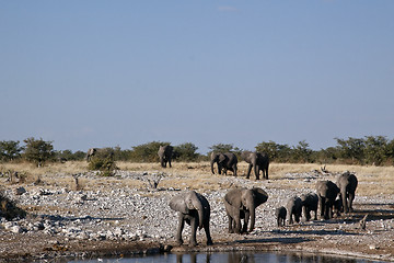 Image showing Elephants