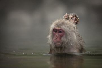 Image showing Japanese macaques 