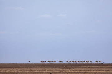 Image showing Camel train