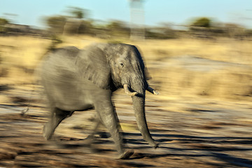 Image showing Running elephant