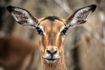 Image showing Impala