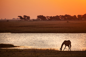 Image showing Drinking Giraffe