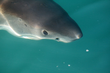 Image showing Great White Shark